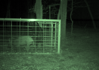 Night vision hog trap