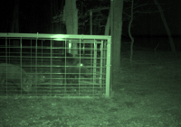 Night vision hog trap